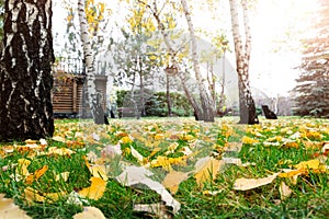 Low angle POV scenery multicoloroed bright vibrant oak and birch first fallen dry leaves on green grass lawn at campus yard or