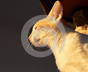 Low angle profile shot of a fluffy cat with funny ea