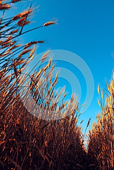 Low angle of ripe wheat field