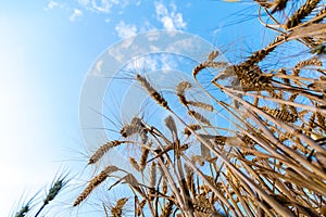 Low angle of ripe wheat field