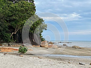 Low-angle of a seascape with Manchineel tree on the sandy beach cloudy sky background