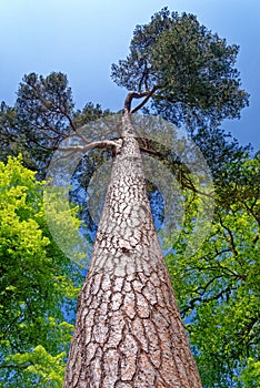 Low angle shoot of a giant pine tree