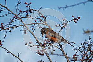 Low angle shot of an American robin bird perched on a tree branch