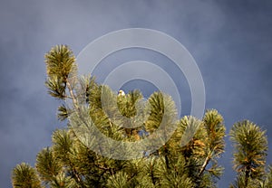 Low angle shot of bald eagle's head on the top of pine tree on dark cloudy sky background