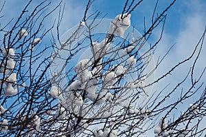 Low angle shot of bare branches covered in the snow under a blue cloudy sky in winter