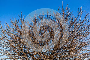 Low angle shot of bare tree branches against a clear blue sky