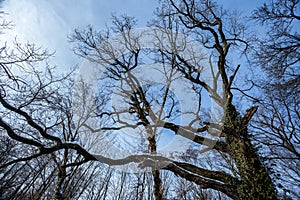 Low angle shot of bare trees under the sky in Maksimir, Zagreb, Croatia