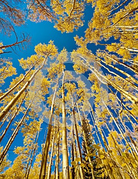 Low angle shot of a beautiful autumn landscape with yellow trees and blue sky in New Mexico, USA