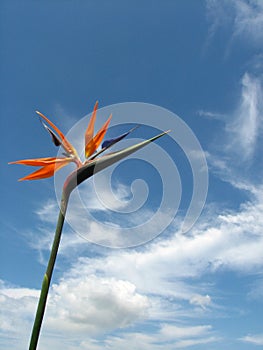 Low angle shot of a beautiful bird of paradise flower under the sunlight