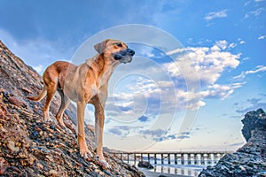 Low angle shot of a beautiful black mouth cur dog on the rocks under the cloudy sky