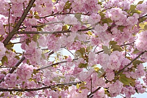 Low angle shot of the beautiful, pink Cherry Kanzan flowers