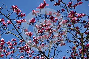 Low angle shot of beautiful pink-petaled blossomed flowers on a tree under the beautiful blue sky