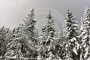 Low angle shot of beautiful snow covered trees against a gloomy sky on a winter day