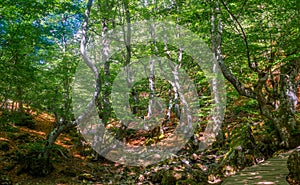 Low angle shot of the beech forest called Faedo de Cinera located in El Bierzo in Leon, Spain