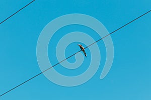 Low angle shot of a bird sitting on a wire under a blue sky