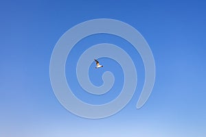 Low angle shot of a bird soaring high to the sky