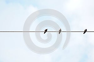 Low angle shot of birds perched on a wire under a blue sky