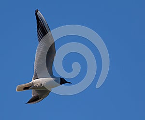 Low angle shot of a black-headed gull flying under the clear blue sky photo