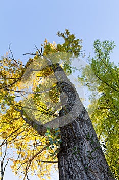 Low angle shot of a black poplar. Looking up tree