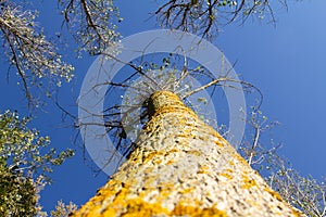 Low angle shot of a black poplar. Looking up tree