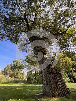 Low angle shot of a black poplar tree