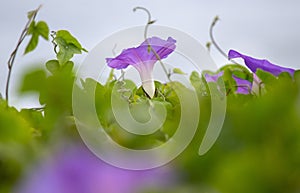 Low angle shot of blooming purple bindweed flowers blooming in a field photo