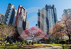 Low angle shot of buildings behind a square in Curitiba, Parana, Brazil