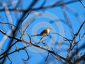 Low angle shot of a Bull-headed shrike perched on a tree branch under the sunlight and a blue sky