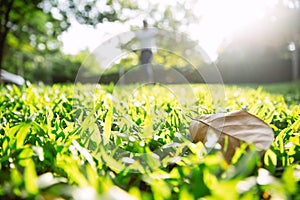 Low angle shot closeup of green grass field backyard with morning sunshine fresh and bright