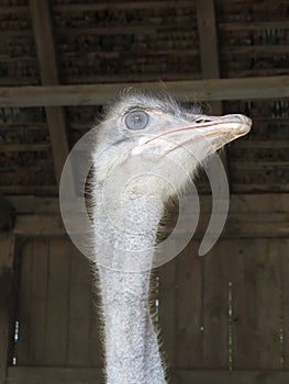 Low-angle shot of a common ostrich, with long neck and gray eye, in a wooden barn
