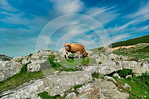Low angle shot of a cow grazing on a rocky field in Valles Pasiegos, Picos de Europa, Cantabria photo