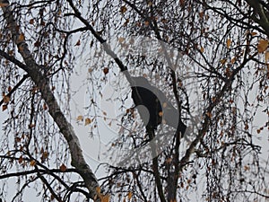Low angle shot of a crow bird resting on a tree branch with a blurred background