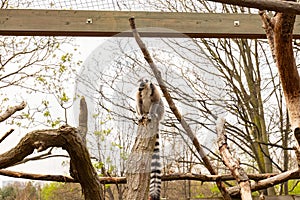 Low angle shot of a cute furry ring-tailed lemur on top of a tree at the zoo during daytime