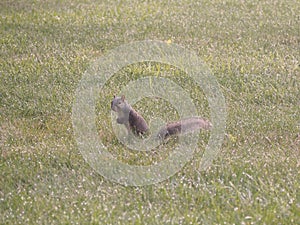 Low angle shot of a cute squirrel standing up and on alert in the middle of a grassy plain