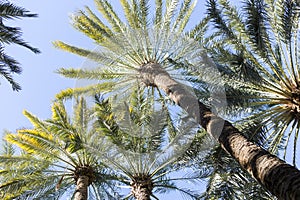 Low angle shot of date palm trees on a blue sky background