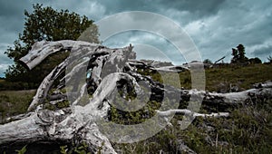 Low angle shot of dead tree remainders in a forest photo