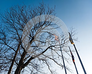 Low-angle shot of a dry leafless tree and flagpoles against a blue sky