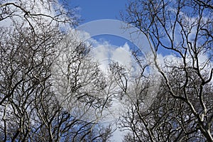 Low angle shot of dry trees with huge branches on cloudy sky background