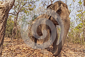 Low angle shot of an elephant with tusks strolling through autumn leaves on a path