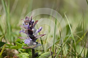 Low angle shot on an emerging flowerhead of the blue flowering bugle herb, Ajuga reptans in the field