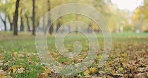 Low angle shot of fallen autumn leaves on grass in the morning with city alley on background