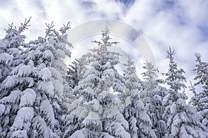 Low angle shot of fir trees covered with snow