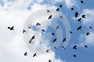 Low angle shot of a flock of birds flying under a blue cloudy sky at daytime