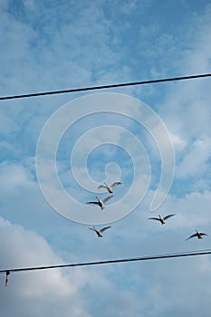 Low-angle shot of a flock of birds on midflight under a cloudy blue sky photo