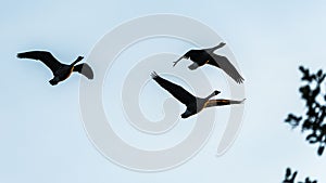 Low-angle shot of a flock of geese flying with their wide-open wings