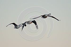 Low-angle shot of a flock of geese on midflight photo