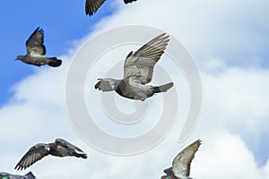 Low angle shot of a flock of pigeons flying under a cloudy sky