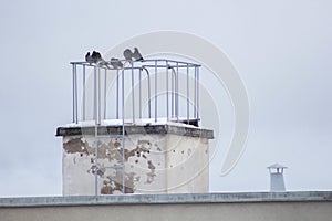 Low angle shot of a flock of pigeons perched on a rooftop