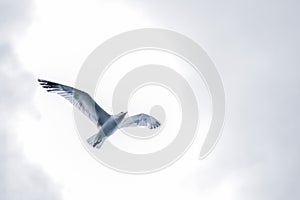 Low angle shot of a flying gull bird with its wings spread wide