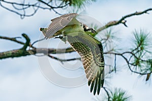 Low angle shot of a flying osprey bird in the air